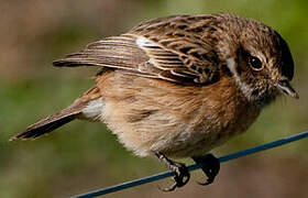 European Stonechat