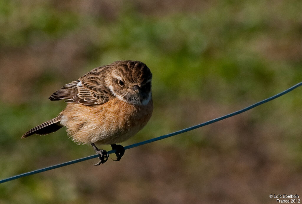 European Stonechat