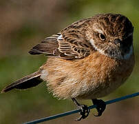 European Stonechat