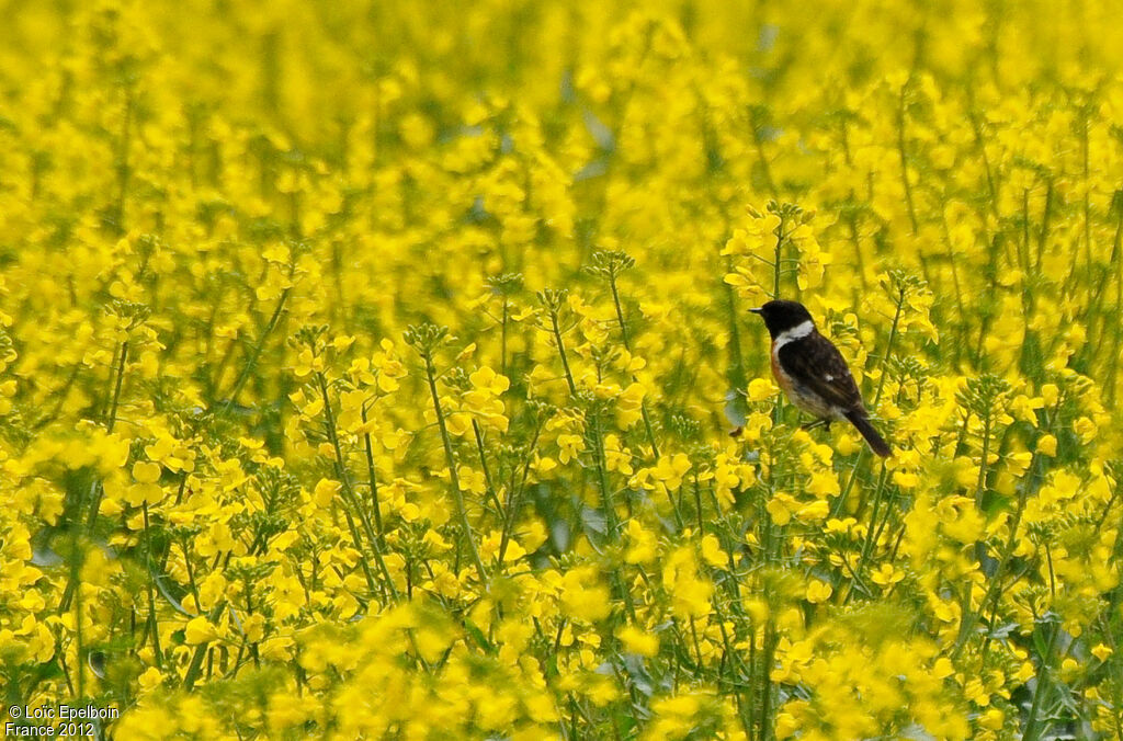 European Stonechat