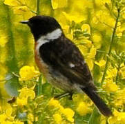 European Stonechat