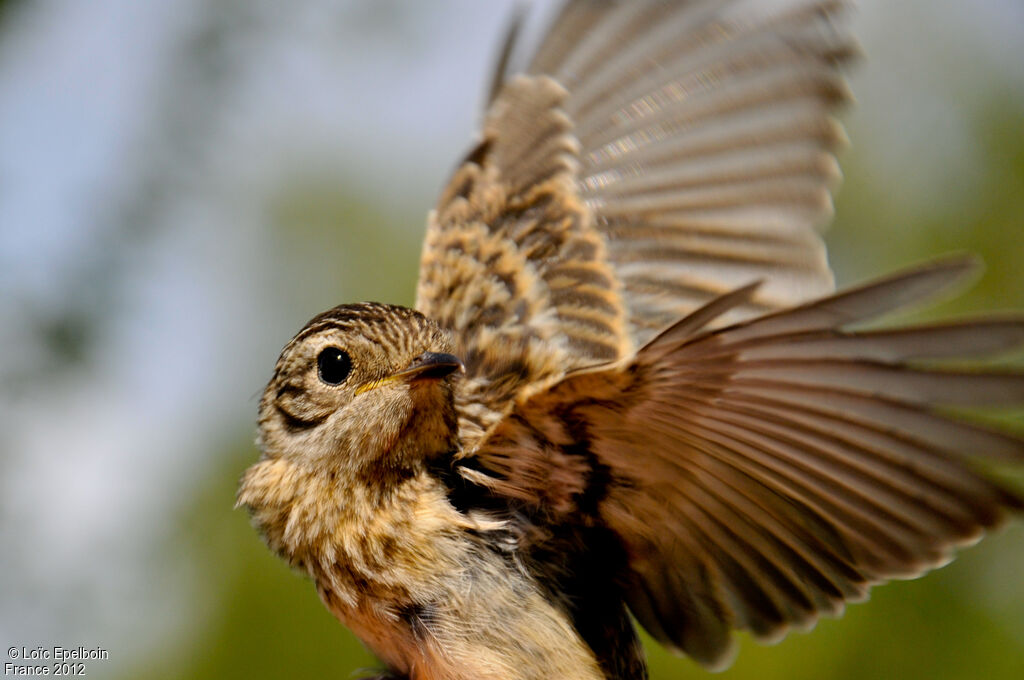 European Stonechat