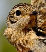 European Stonechat