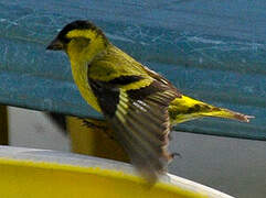 Eurasian Siskin