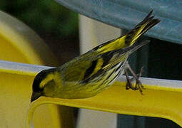 Eurasian Siskin