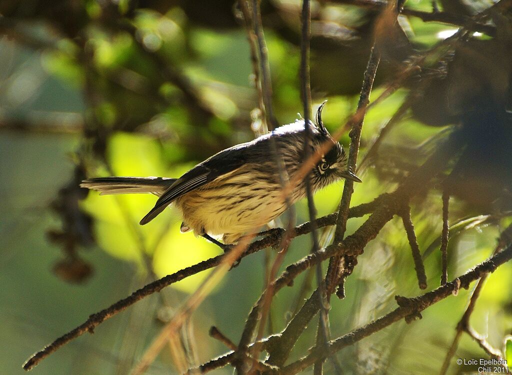 Taurillon mésange