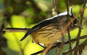 Tufted Tit-Tyrant