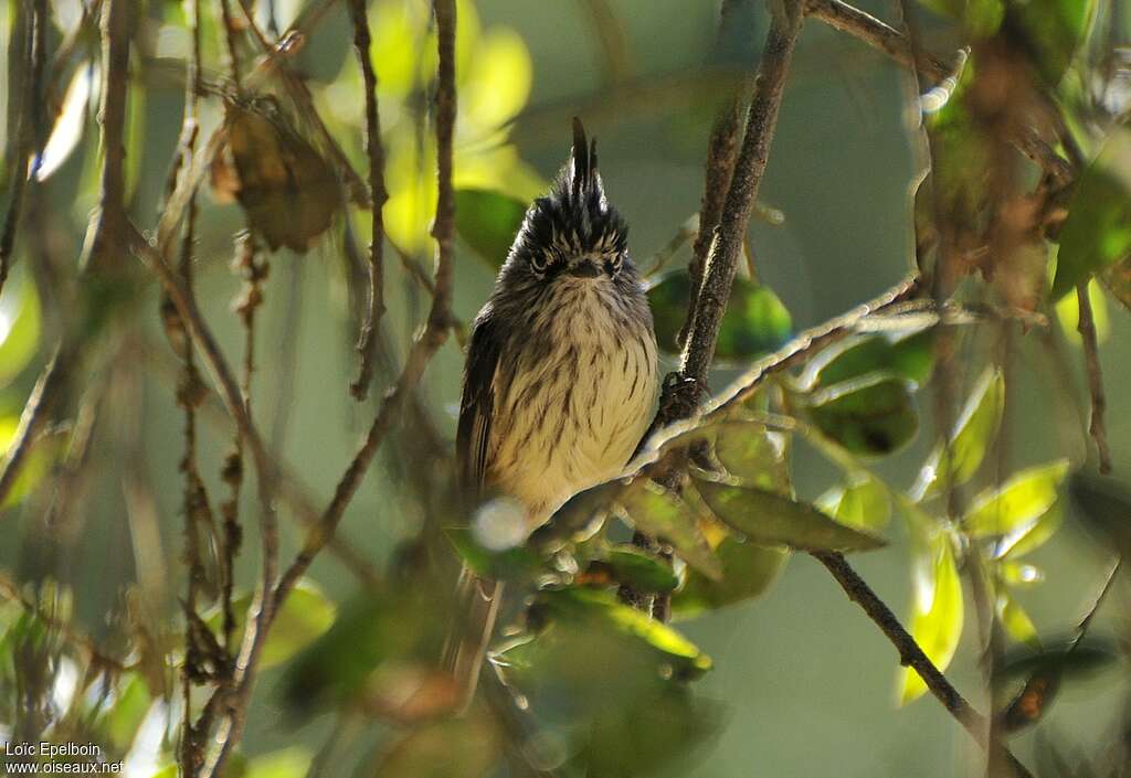 Tufted Tit-Tyrantadult