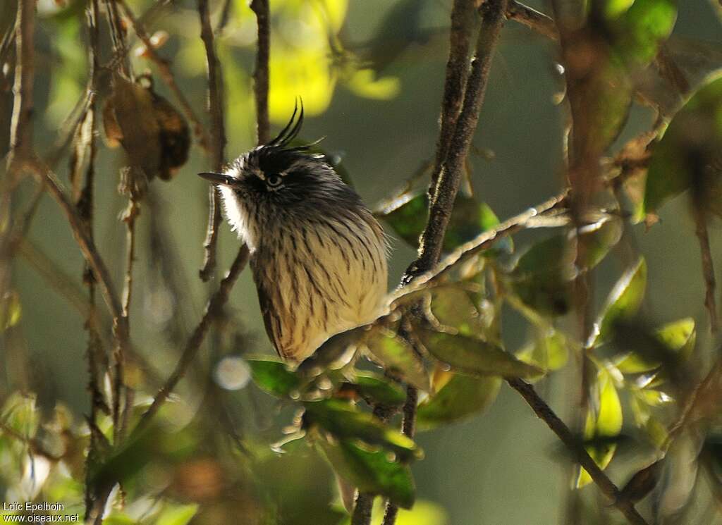 Tufted Tit-Tyrantadult