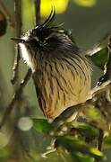 Tufted Tit-Tyrant