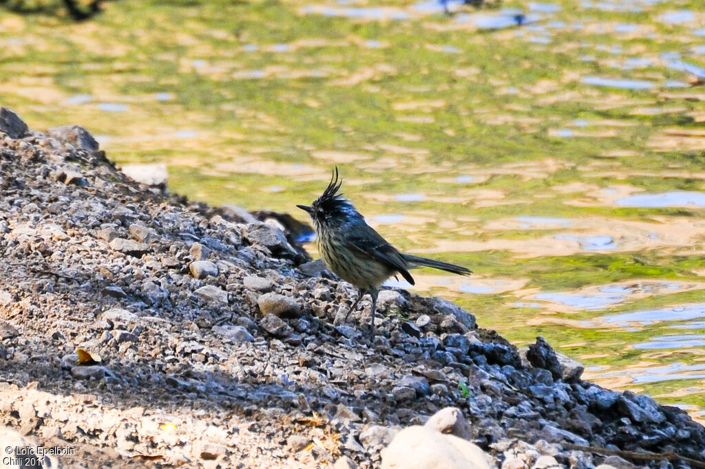 Tufted Tit-Tyrant