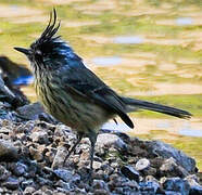 Tufted Tit-Tyrant