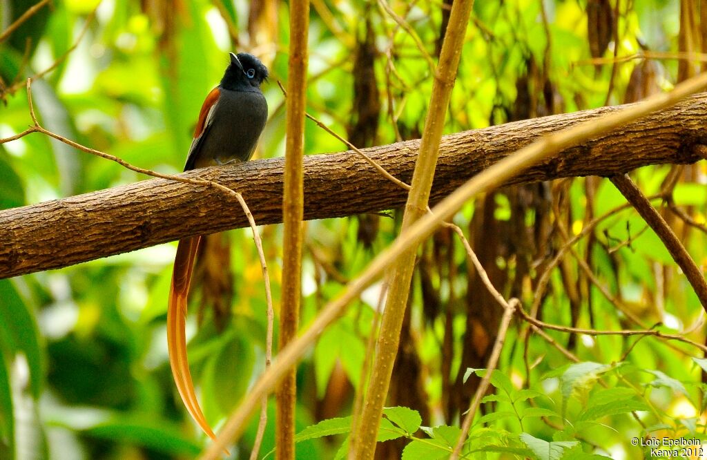 African Paradise Flycatcher