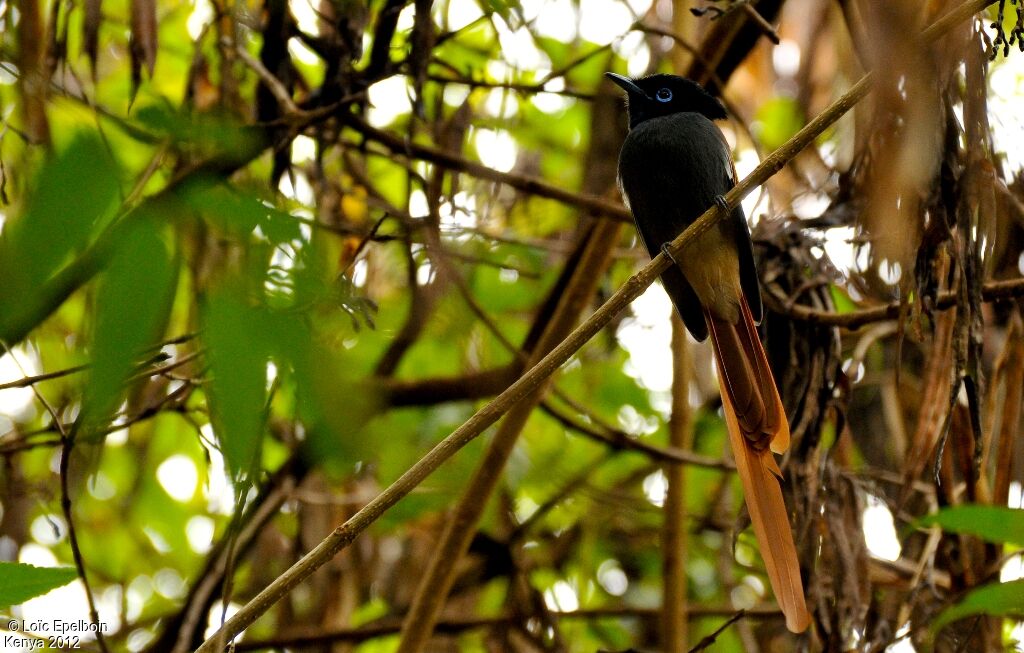 African Paradise Flycatcher