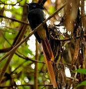 African Paradise Flycatcher