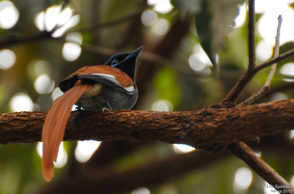 African Paradise Flycatcher