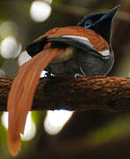 African Paradise Flycatcher