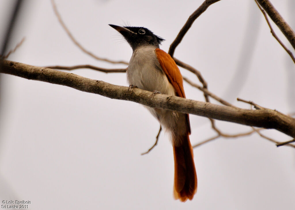 Indian Paradise Flycatcher