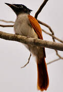 Indian Paradise Flycatcher