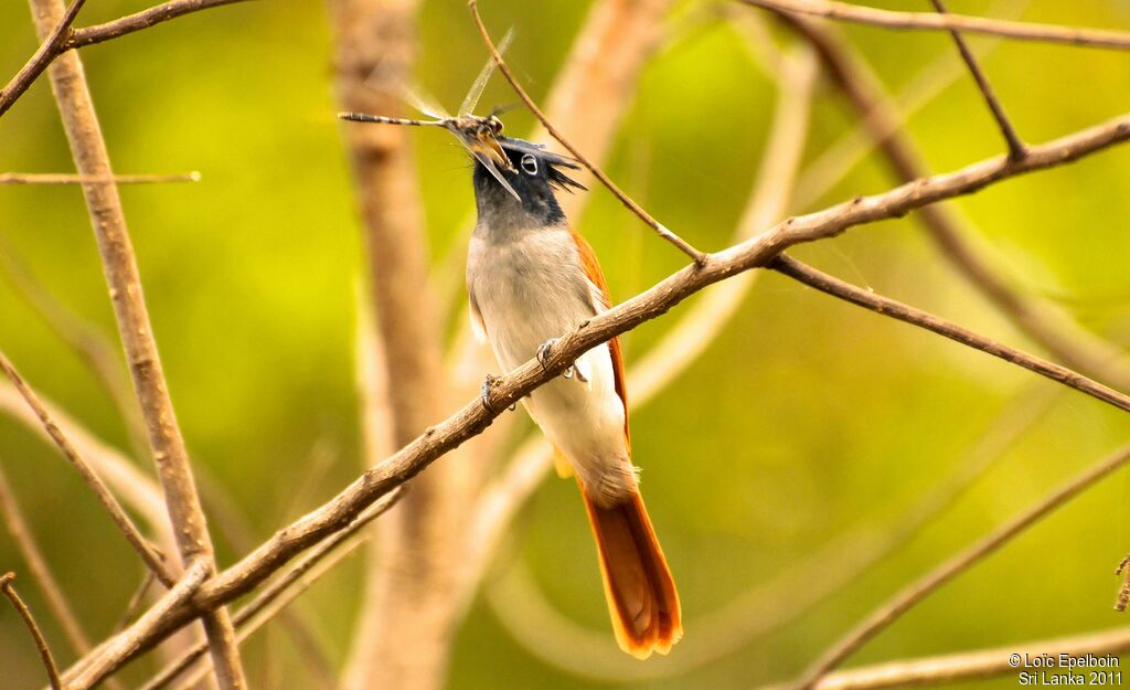 Indian Paradise Flycatcher