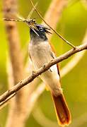 Indian Paradise Flycatcher