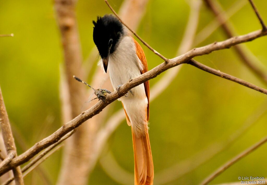 Indian Paradise Flycatcher