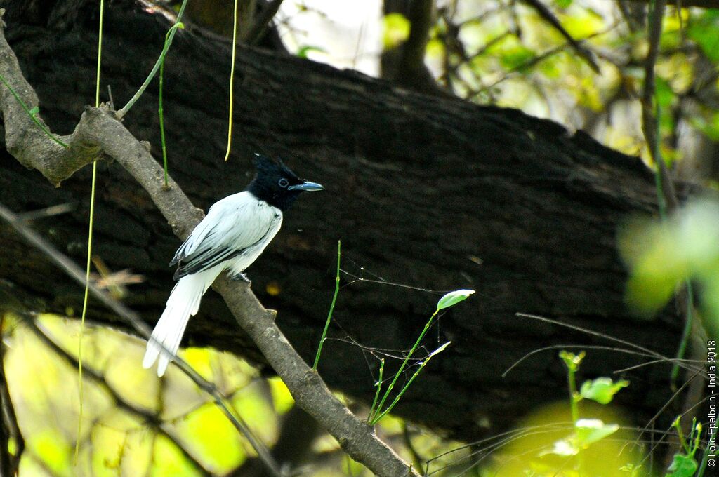 Indian Paradise Flycatcher