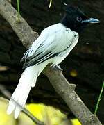 Indian Paradise Flycatcher