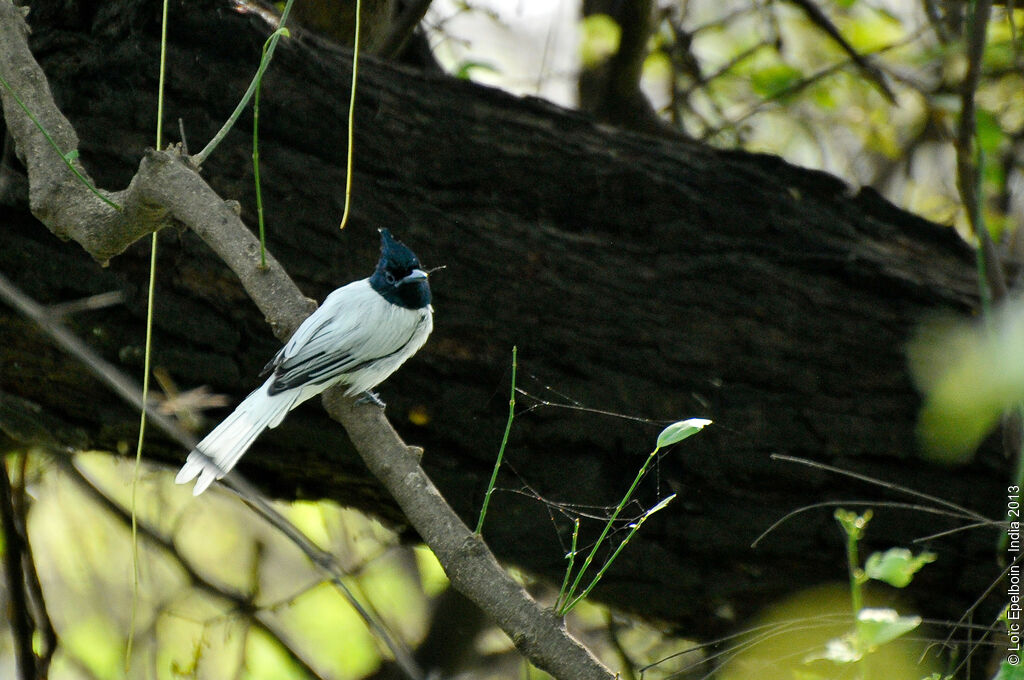 Indian Paradise Flycatcher