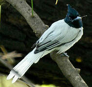 Indian Paradise Flycatcher