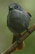 Mascarene Paradise Flycatcher