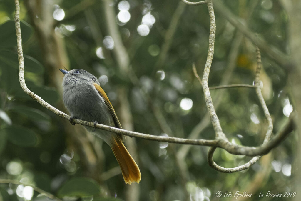 Mascarene Paradise Flycatcher