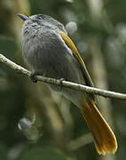 Mascarene Paradise Flycatcher