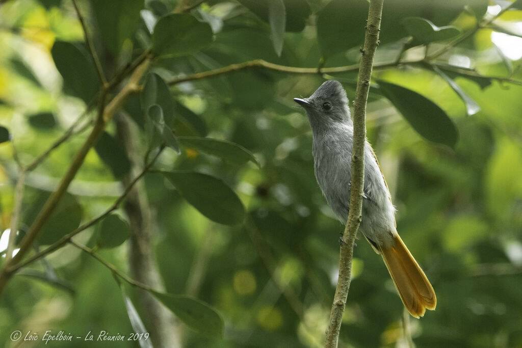 Mascarene Paradise Flycatcher