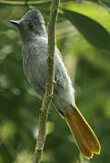 Mascarene Paradise Flycatcher