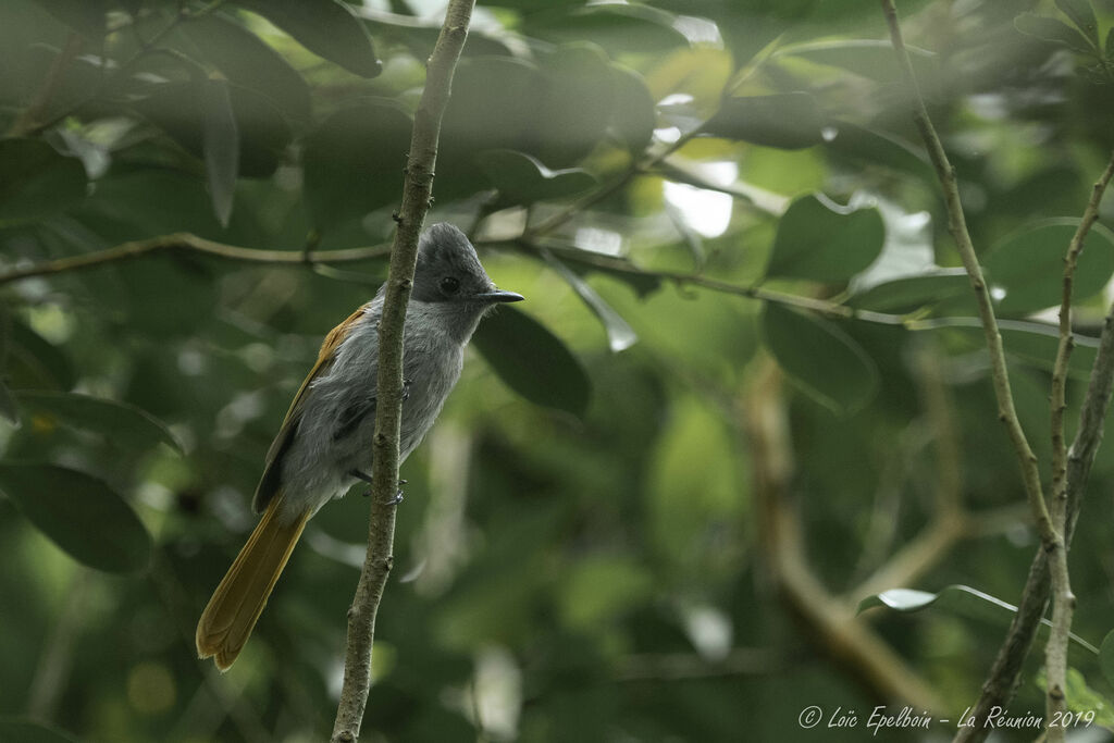 Mascarene Paradise Flycatcher