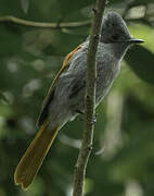 Mascarene Paradise Flycatcher