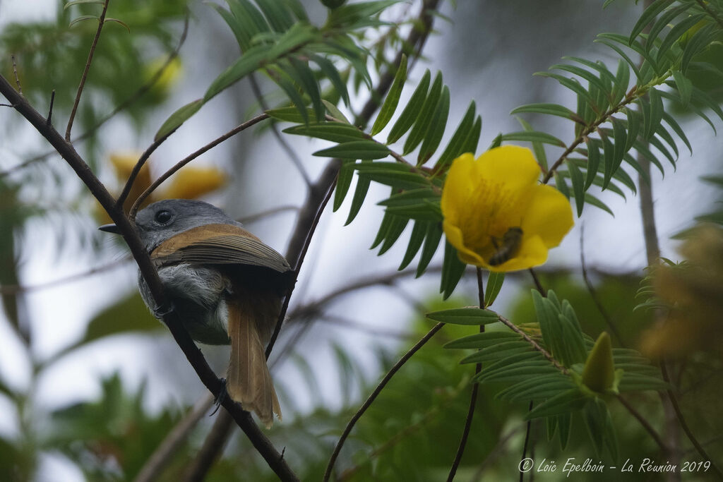 Mascarene Paradise Flycatcher