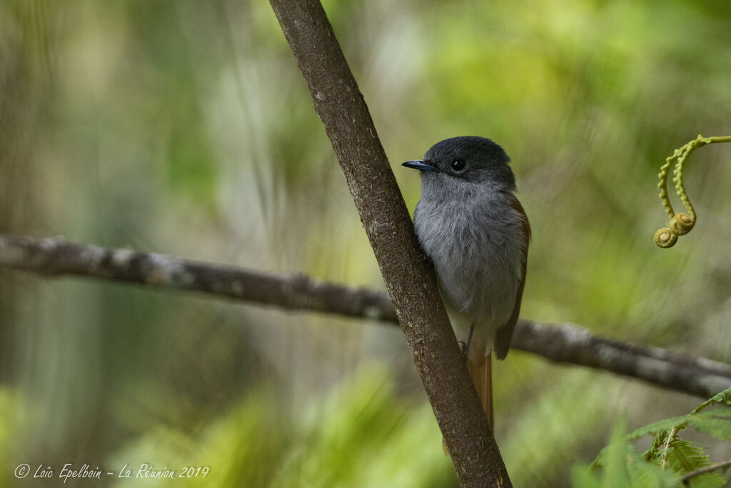 Mascarene Paradise Flycatcher