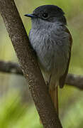 Mascarene Paradise Flycatcher