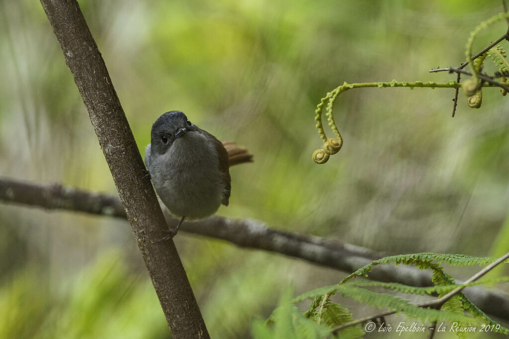 Mascarene Paradise Flycatcher