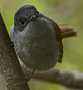 Mascarene Paradise Flycatcher