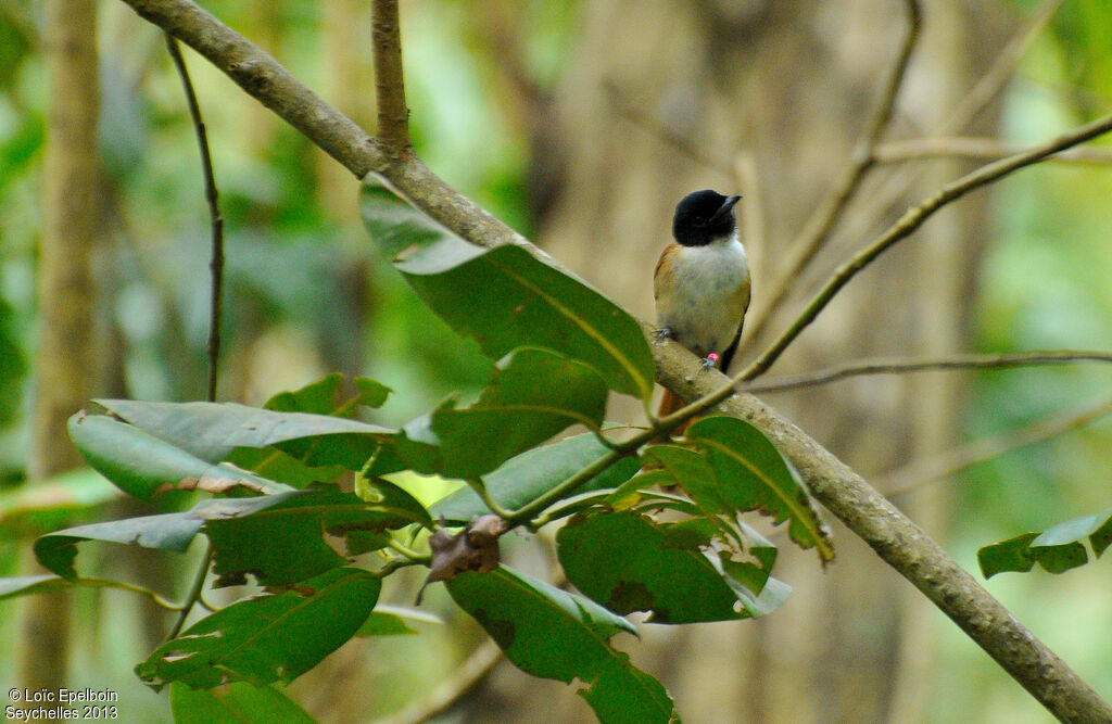 Seychelles Paradise Flycatcher