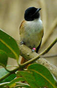 Seychelles Paradise Flycatcher