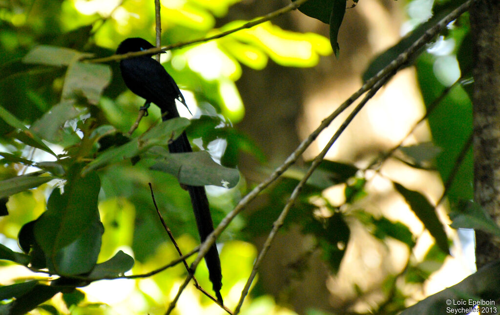 Seychelles Paradise Flycatcher