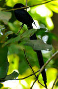 Seychelles Paradise Flycatcher