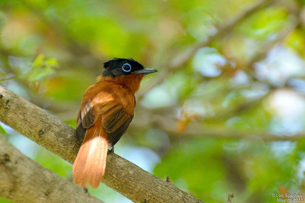 Malagasy Paradise Flycatcher