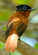 Malagasy Paradise Flycatcher