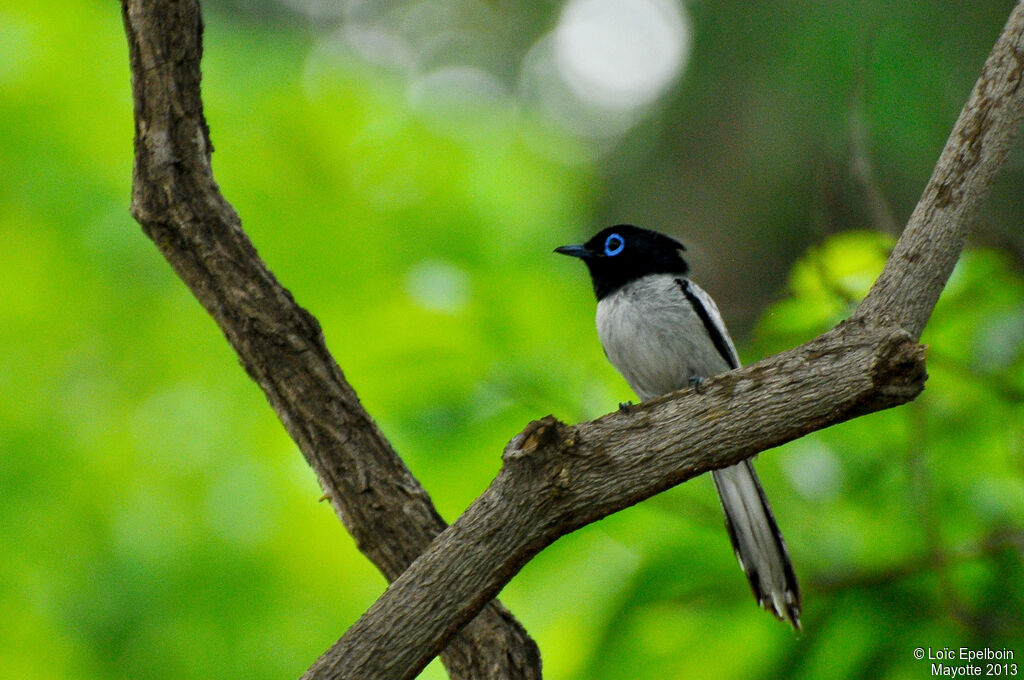 Malagasy Paradise Flycatcher male adult