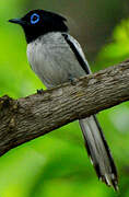 Malagasy Paradise Flycatcher